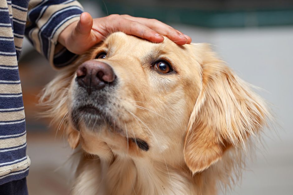 Which Human Foods Can I Safely Give My Dog as Treats?