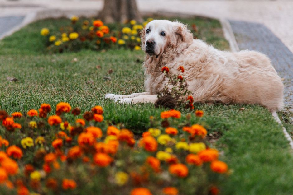 How Can I Relieve My Dog's Mild Itch at Home, and When Is It a Vet Issue?