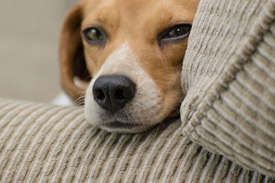 Find Fee-Waived Pet Adoptions Without Missing the Real Costs