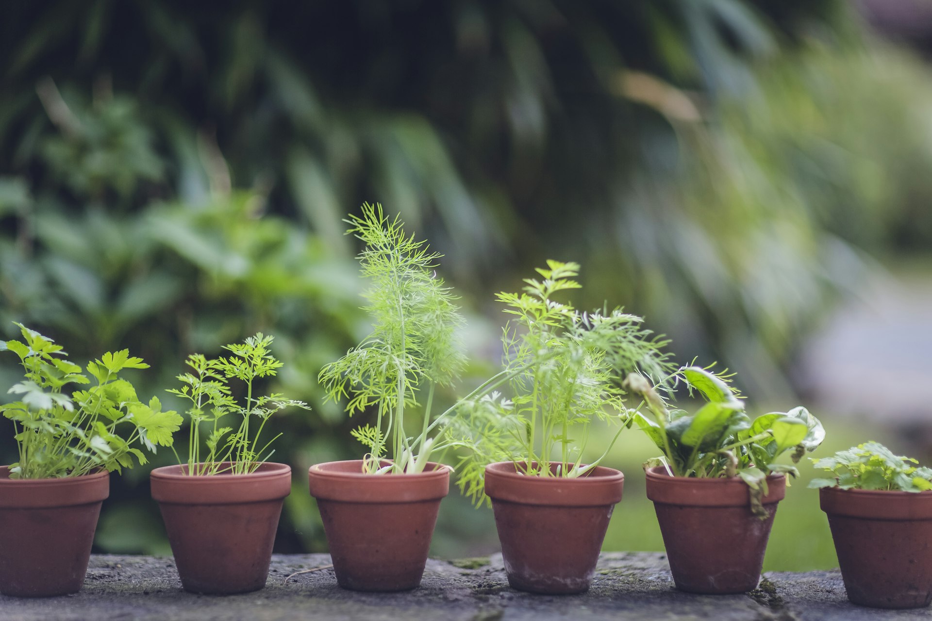 Transform Your Wellness: How a Plant-Based Lifestyle Unlocks Health and Sustainable Living
